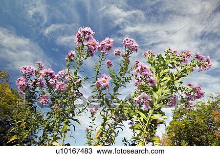 Flowers bloom View Large Photo Image Stock Image - Flowers bloom. Fotosearch