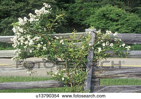 Flowers in bloom on wooden fence View Large Photo Image Picture - Flowers in bloom on wooden fence. Fotosearch