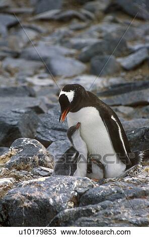 Gentoo penguins and chicks (Pygoscelis papua) View Large Photo Image Stock Image - Gentoo penguins and chicks (Pygoscelis papua). Fotosearch