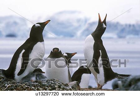 Gentoo penguins and chicks (Pygoscelis papua) View Large Photo Image Stock Image - Gentoo penguins and chicks (Pygoscelis papua). Fotosearch