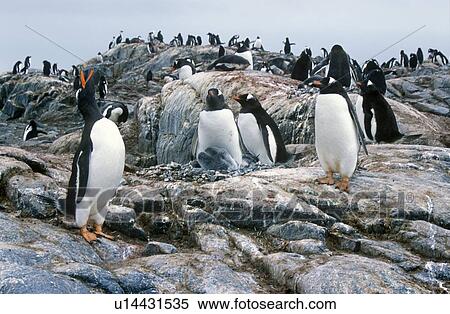 Stock Photography - Gentoo penguins and chicks (Pygoscelis papua) at rookery in Paradise Harbor. Fotosearch