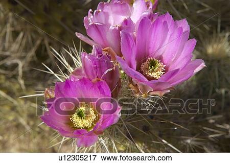Hedgehog Cactus blooming in Organ Pipe Cactus National Monument View Large Photo Image Stock Photo - Hedgehog Cactus blooming in Organ Pipe Cactus National Monument. Fotosearch