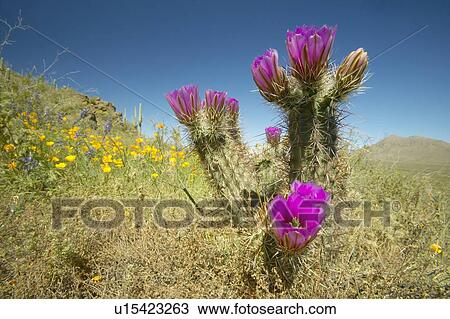 Hedgehog Cactus in bloom and poppy flower View Large Photo Image Stock Image - Hedgehog Cactus in bloom and poppy flower. Fotosearch