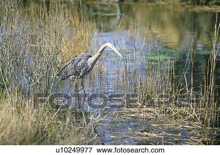 Heron in swamp View Large Photo Image Stock Photo - Heron in swamp. Fotosearch