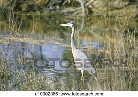 Stock Photograph - Heron in swamp. Fotosearch