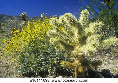 Stock Photo - Joshua Tree Desert in bloom. Fotosearch