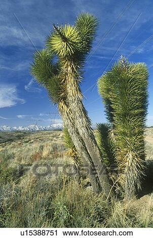 Stock Image - Joshua Tree Desert in bloom, Yucca plants. Fotosearch