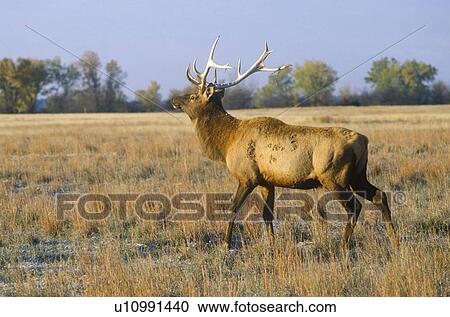 Stock Image - Lone Elk at sunrise, Niobrara National Wildlife Refuge. Fotosearch