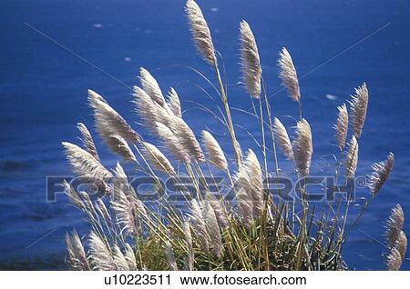 Stock Image - Pampas Grass. Fotosearch