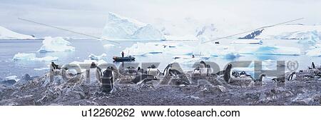 Panoramic view of Gentoo penguins with chicks (Pygoscelis papua), glaciers and icebergs in Paradise Harbor View Large Photo Image Stock Image - Panoramic view of Gentoo penguins with chicks (Pygoscelis papua), glaciers and icebergs in Paradise Harbor. Fotosearch