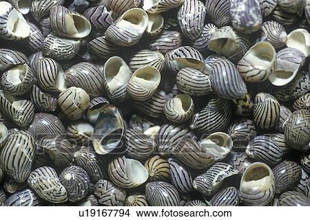 Pile of Snail Shells View Large Photo Image Picture - Pile of Snail Shells. Fotosearch
