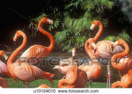 Pink Flamingoes View Large Photo Image Stock Image - Pink Flamingoes. Fotosearch