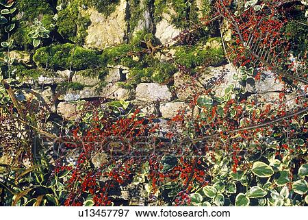 Plants Growing Over a Stone Wall View Large Photo Image Stock Photo - Plants Growing Over a Stone Wall. Fotosearch