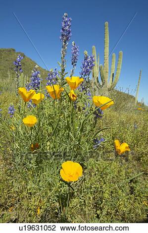 Stock Image - Poppy flower in blue sky. Fotosearch