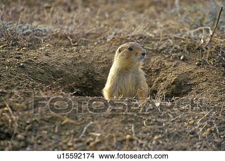 Picture - Prairie dog. Fotosearch