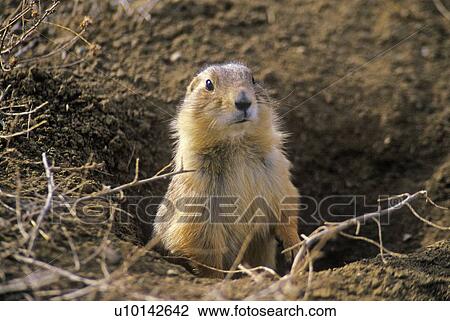 Prairie dog View Large Photo Image Stock Image - Prairie dog. Fotosearch