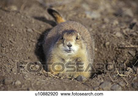 Prairie dog View Large Photo Image Stock Image - Prairie dog. Fotosearch