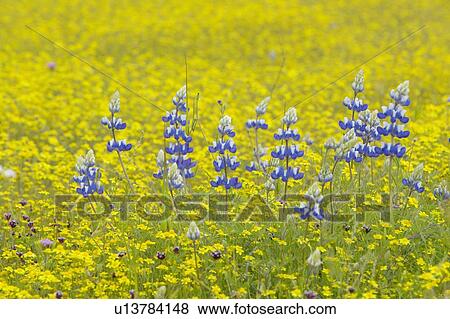 Purple lupine and desert gold yellow flowers in brightly colored spring field View Large Photo Image Stock Photo - Purple lupine and desert gold yellow flowers in brightly colored spring field. Fotosearch