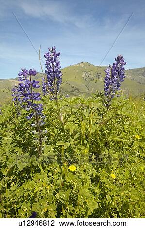 Purple lupine and green grass View Large Photo Image Stock Image - Purple lupine and green grass. Fotosearch