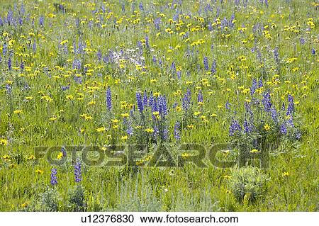 Stock Image - Purple lupine and spring flowers. Fotosearch