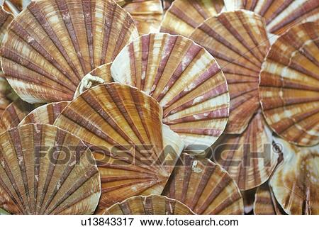 Sea shell patterns at the Shell Factory View Large Photo Image Stock Photo - Sea shell patterns at the Shell Factory. Fotosearch