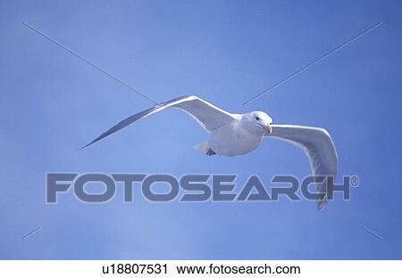 Seagull flying View Large Photo Image Stock Image - Seagull flying. Fotosearch