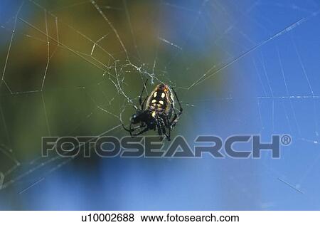 Stock Photo - Spider in Web. Fotosearch