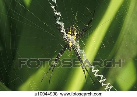 Spider in Web View Large Photo Image Stock Photo - Spider in Web. Fotosearch