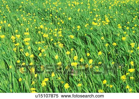 Spring wildflowers in wind View Large Photo Image Stock Photography - Spring wildflowers in wind. Fotosearch