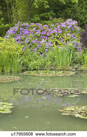 The Gardens at Giverny with Monet's Bridge and waterlillies View Large Photo Image Stock Photo - The Gardens at Giverny with Monet's Bridge and waterlillies. Fotosearch