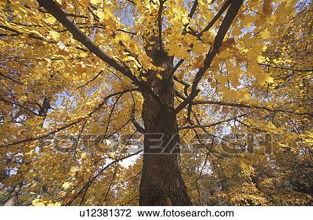 Tree in Autumn View Large Photo Image Stock Image - Tree in Autumn. Fotosearch