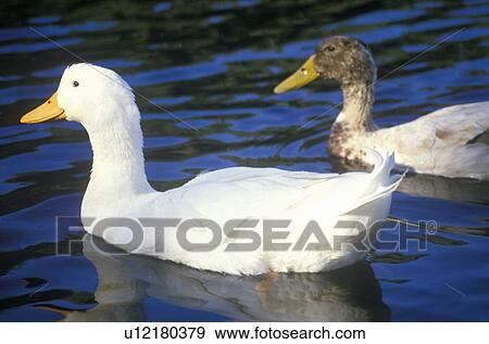 Stock Photo - Two ducks on a pond. Fotosearch