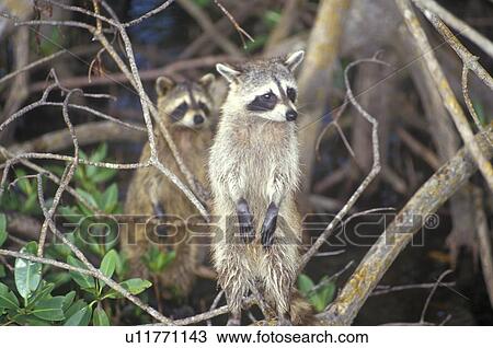 Two raccoons in wild View Large Photo Image Stock Image - Two raccoons in wild. Fotosearch
