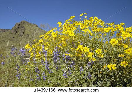 Yellow and purple desert flowers blossoming in spring View Large Photo Image Stock Photograph - Yellow and purple desert flowers blossoming in spring. Fotosearch