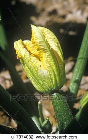 Stock Image - Zucchini flower. Fotosearch