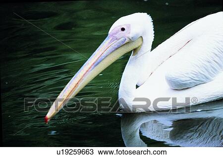 Stock Image - bird, animal, ovipara. Fotosearch