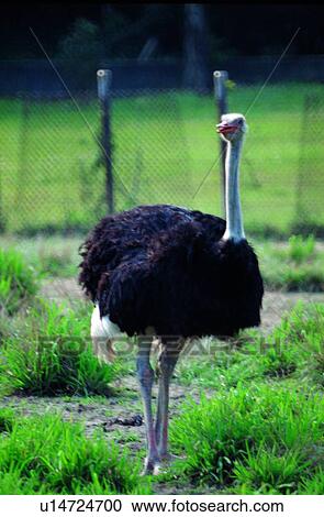 bird, ostrich, ovipara, animal View Large Photo Image Stock Image - bird, ostrich, ovipara, animal. Fotosearch