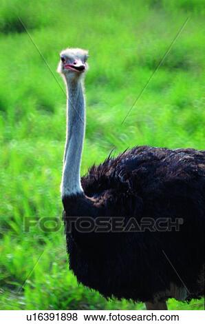 bird, ostrich, ovipara, animal View Large Photo Image Stock Photo - bird, ostrich, ovipara, animal. Fotosearch