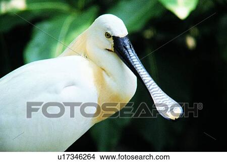 bird, ovipara, animal View Large Photo Image Picture - bird, ovipara, animal. Fotosearch