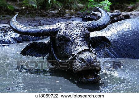 cattle, mammal, cow, ox, suckler, animal View Large Photo Image Stock Image - cattle, mammal, cow, ox, suckler, animal. Fotosearch