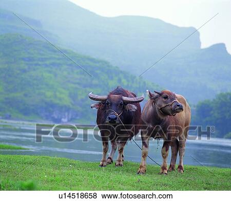 Stock Photo - cattle, mammal, cow, ox, suckler, animal. Fotosearch