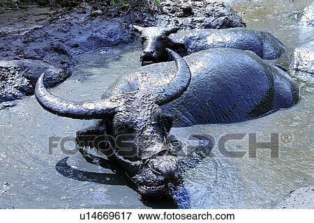 cattle, mammal, cow, ox, suckler, animal View Large Photo Image Stock Photo - cattle, mammal, cow, ox, suckler, animal. Fotosearch