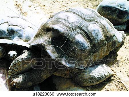 climb, creeper, turtle, crawl, tortoise, animal View Large Photo Image Stock Photograph - climb, creeper, turtle, crawl, tortoise, animal. Fotosearch
