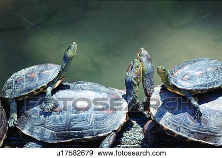 crawl, tortoise, turtle, creeper, climb, animal View Large Photo Image Stock Photo - crawl, tortoise, turtle, creeper, climb, animal. Fotosearch