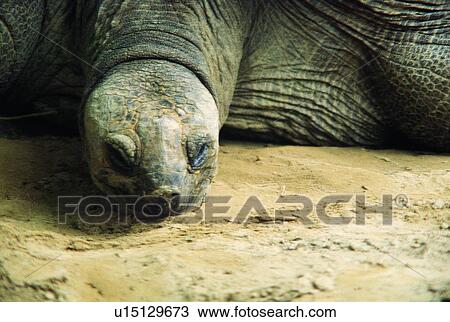 creeper, turtle, animal, tortoise, crawl, climb View Large Photo Image Stock Image - creeper, turtle, animal, tortoise, crawl, climb. Fotosearch
