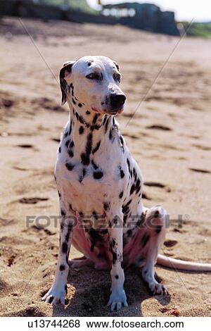 Dalmatians, mammal, suckler, dog, animal View Large Photo Image Stock Photo - Dalmatians, mammal, suckler, dog, animal. Fotosearch