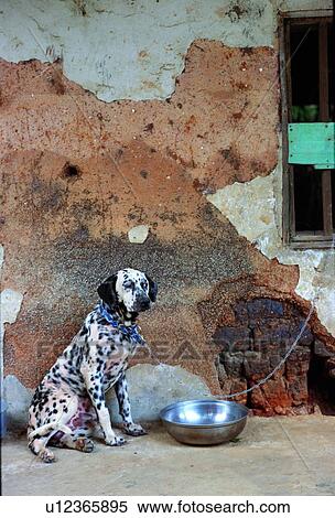 dog, Dalmatians, suckler, mammal, animal View Large Photo Image Stock Photography - dog, Dalmatians, suckler, mammal, animal. Fotosearch