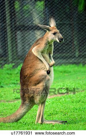 kangaroo, mammal, suckler, animal View Large Photo Image Stock Image - kangaroo, mammal, suckler, animal. Fotosearch