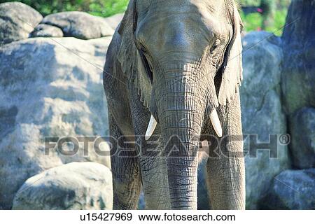 mammal, animal, suckler, elephant View Large Photo Image Stock Photo - mammal, animal, suckler, elephant. Fotosearch