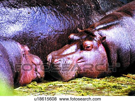 mammal, animal, suckler, hippo, hippopotamus, river horse View Large Photo Image Stock Photo - mammal, animal, suckler, hippo, hippopotamus, river horse. Fotosearch